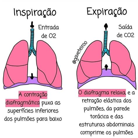 como se chama a saída de ar dos pulmões